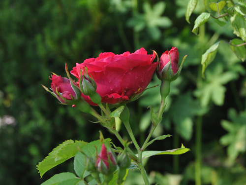 Rosa 'Flammentanz'