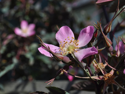 Rosa glauca