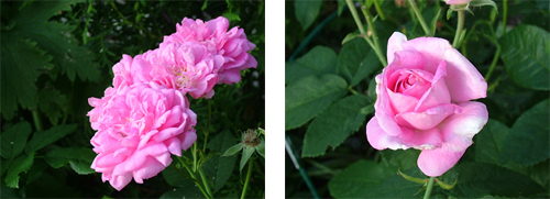 Rosa 'Ispahan'