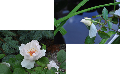 Rosa 'Jaqueline du Pré'