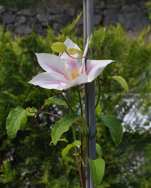 Clematis 'Andromeda'