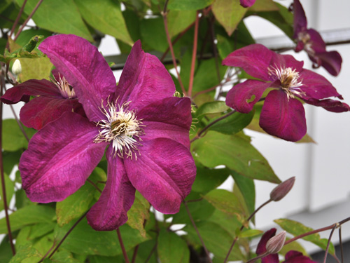 Clemats 'Rouge Cardinal'