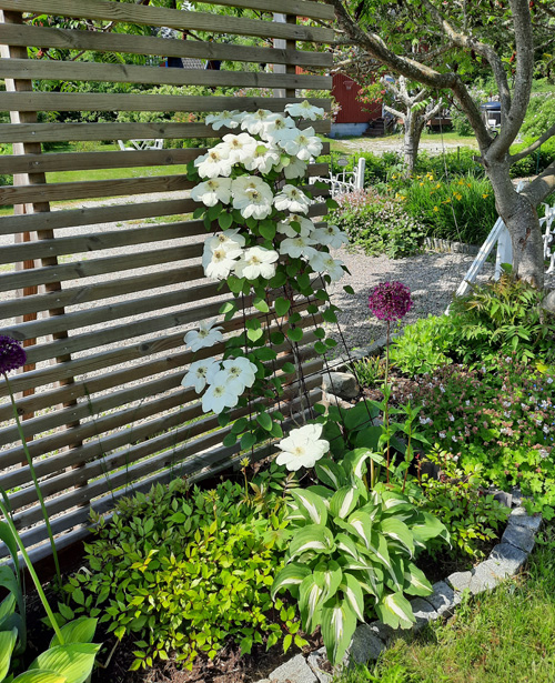 Clematis 'Guernsey Creme'