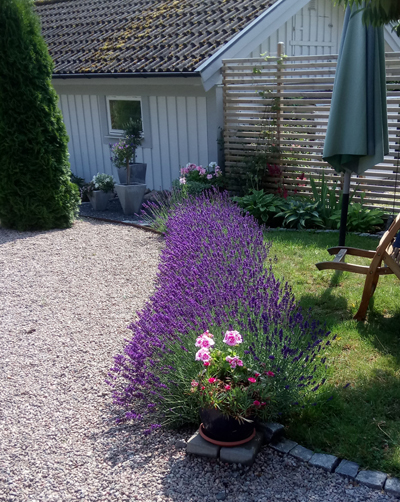 Lavendel