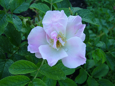 Rosa 'Ritausma'