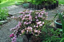 Rhododendron 'Kermesina'