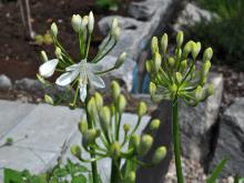 Agapanthus hybrid - Afrikas lilja 'Queen Mum'