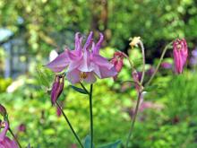 Aquilegia - akleja 'Spring Magic Pink and White'