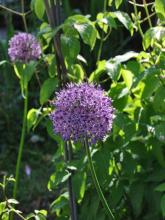 Allium siculum - prydnadslök