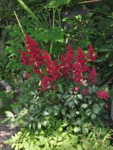 Astilbe 'Fanal'