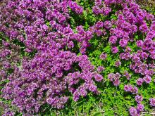 Thymus serpyllum - backtimjan
