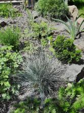 Festuca glauca 'Elijah Blue' - blåsvingel