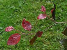 Fagus sylvatica 'Atropurpurea' - blodbok