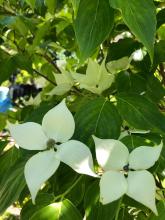Cornus canadensis - amerikanskt hönsbär
