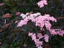 Sambucus nigra 'Black Lace' - blodfläder