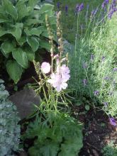 Sidalcea hybrid 'Elsie Heugh' - axmalva