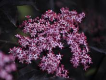 Sambucus nigra 'Black Lace' - blodfläder