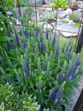 Veronica spicata 'Glory'