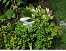 Agapanthus hybrid - Afrikas lilja 'Queen Mum'