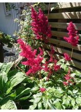 Astilbe 'Fanal'