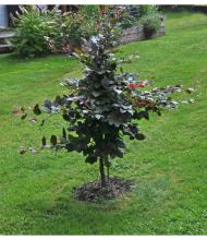 Fagus sylvatica 'Atropurpurea' - blodbok