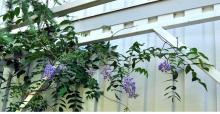 Wisteria sinensis - blåregn