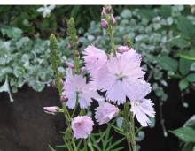 Sidalcea hybrid 'Elsie Heugh' - axmalva